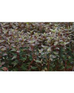 Physocarpus o.'Little Red Joker'® C3