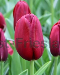 Tulipa National Velvet 12/+ per 100