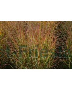 Panicum virg. 'Shenandoah' C7.5