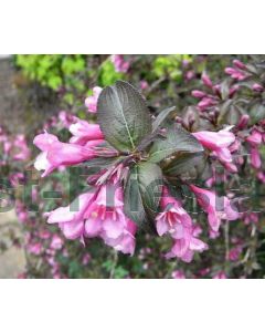 Weigela florida 'Foliis Purpureis' 30-40 kw 2-3 tak
