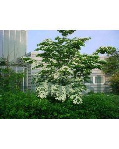 Cornus kousa 200-225 cm kluit