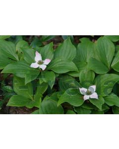 Cornus canadensis C2