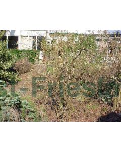 Corylus avellana 'Contorta' 175-200 cm C110 Meerstam
