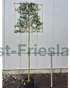 Prunus l. 'Angustifolia' 8/10 C40 leischerm 200 cm stam