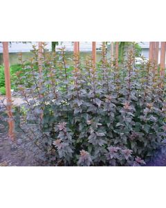 Physocarpus o. 'Diabolo'® 30-40 kw 2-3 tak