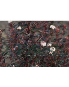 Physocarpus o.'Little Joker'® 60-80 cm C7.5