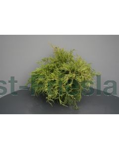 Juniperus med. 'Gold Coast' 30-40 cm C3