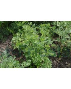Artemisia absinthium P9 / 24 per kist