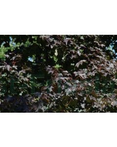 Acer plat. 'Royal Red' 14/16 drkl