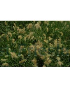 Pennisetum al. 'Little Bunny' C7.5