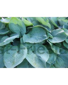 Hosta sieb. 'Elegans' C2