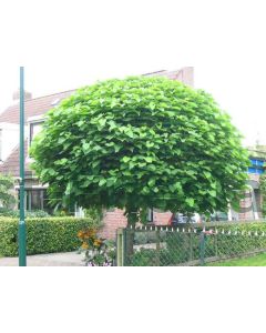 Catalpa bignonioides 'Nana' 18/20 C70 220 cm stam