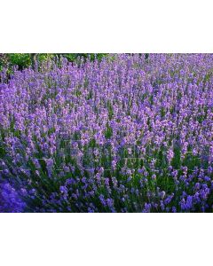 Lavandula ang. 'Munstead' C10