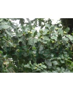 Quercus robur 80-100 cm kw