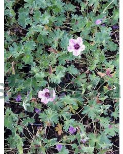 Geranium cin. 'Ballerina' P9 / 24 per kist