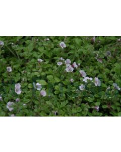 Gypsophila cerastioides P9 / 24 per kist