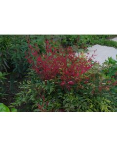 Nandina dom. 'Obsessed' 80-100 cm C20