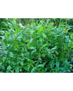 Buxus sempervirens 20-25 cm P12