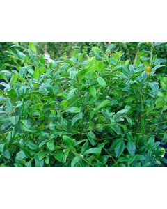 Buxus sempervirens 25-30 cm kw