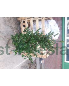 Ilex meserveae 'Blue Prince' 80-100 cm kluit