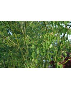 Acer davidii 125-150 cm C12
