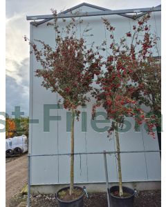 Crataegus grignonensis 20/25 C160