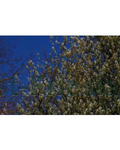 Amelanchier aln. 'Obelisk' 40-50 cm C3