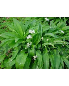 Allium ursinum  per 100