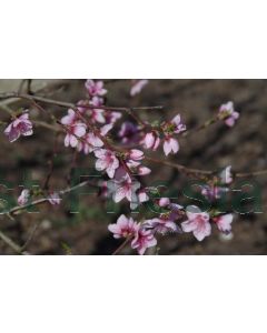 Prunus persica halfstam C7.5