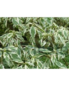 Cornus controversa 'Variegata' 80-100 cm C9