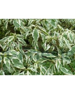 Cornus controversa 'Variegata' 150-175 cm C30