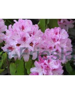 Rhododendron 'Cheer' 30-40 cm C5