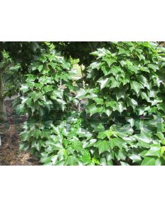 Acer buergerianum 175-200 cm C20