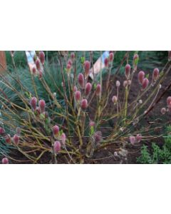 Salix chaenomeloides 'Mount Aso' 80-100 cm C10