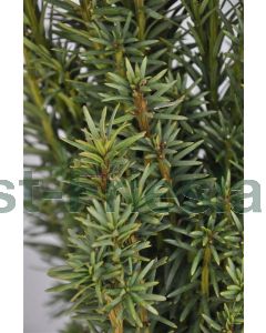 Taxus b. 'Fastigiata Robusta' 60-80 cm C5