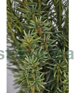 Taxus b. 'Fastigiata Robusta' 80-100 cm C15