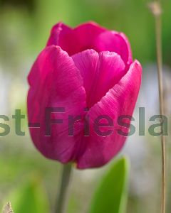 Tulipa Don Quichotte 11/12 per 100