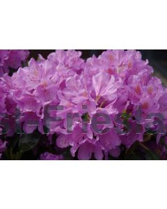 Rhododendron 'Catawb. Grandiflorum' 60-80 cm C15