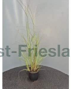 Miscanthus sin. 'Yaku Jima' C3