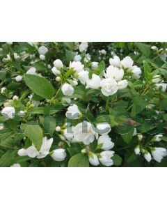Philadelphus 'Manteau d'Hermine' 100-125 cm C20