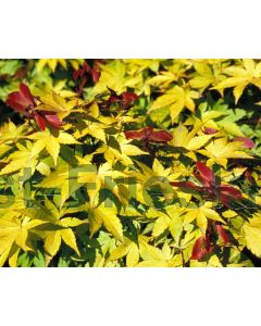 Acer pal. 'Summergold' 150-175 cm C20