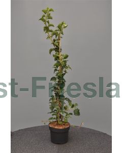 Hydrangea anomala 'Petiolaris' 80-100 cm C3