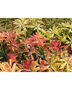 Pieris jap. 'Forest Flame' 40-50 cm C7.5