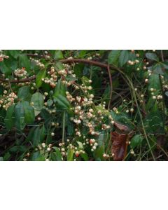 Euonymus fort. 'Coloratus' C1.5