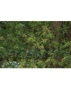 Salix alba 20/25 drkl Knotvorm
