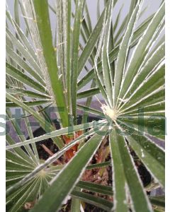 Chamaerops humilis 30-40 cm C3