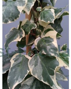 Hedera alg. 'Gloire de Marengo' 150-175 cm C5