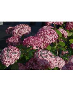 Hydrangea arb. 'Pink Annabel' 80-100 cm C20