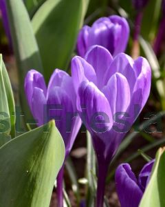 Crocus v. 'Flower Record' 8/9 per 100