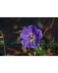 Geranium 'Azure Rush' C2